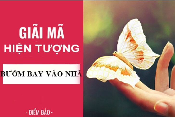 Ngủ mơ thấy bướm bay vào nhà là điềm tốt hay xấu?