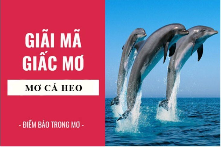 Ngủ mơ thấy cá heo là điềm lành đúng không?