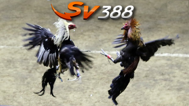 Sơ lược về hình thức đá gà tại SV388